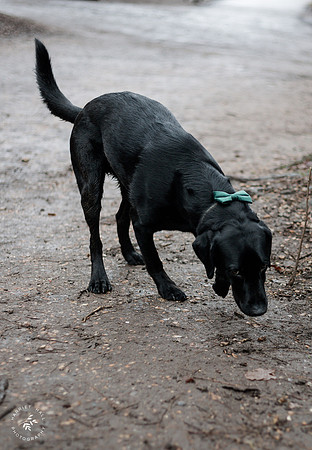 valentinesdogs (17 of 32)