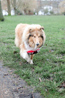 valentinesdogs (1 of 32)
