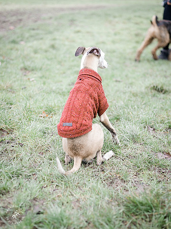 valentinesdogs (30 of 32)