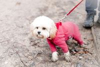 valentinesdogs (10 of 32)