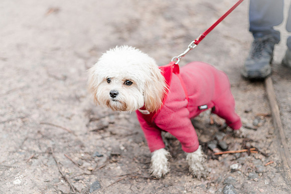 valentinesdogs (10 of 32)
