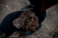 valentinesdogs (20 of 32)