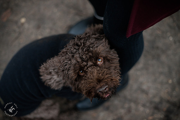 valentinesdogs (20 of 32)