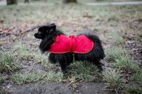 valentinesdogs (2 of 32)