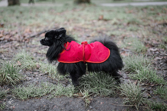 valentinesdogs (2 of 32)