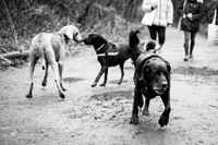 valentinesdogs (14 of 32)