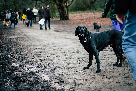 valentinesdogs (19 of 32)