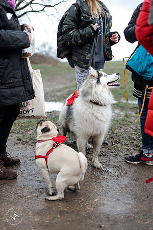 valentinesdogs (25 of 32)