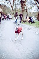valentinesdogs (3 of 32)