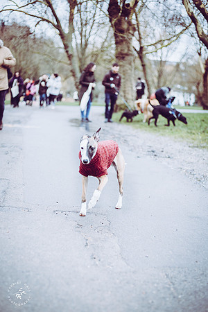valentinesdogs (3 of 32)