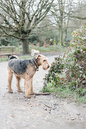 valentinesdogs (24 of 32)