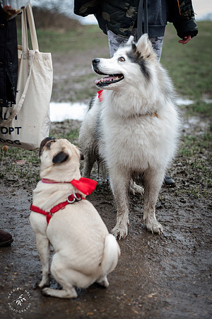 valentinesdogs (26 of 32)