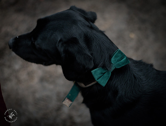 valentinesdogs (23 of 32)