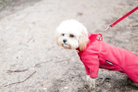 valentinesdogs (11 of 32)