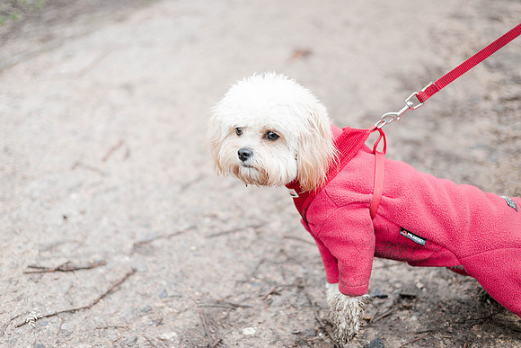 valentinesdogs (11 of 32)