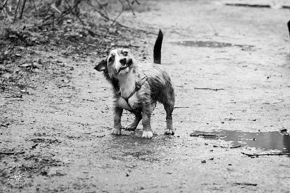 valentinesdogs (15 of 32)