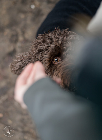 valentinesdogs (22 of 32)