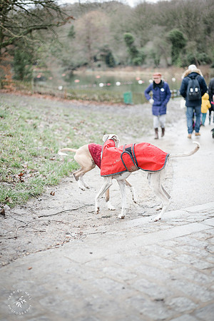 valentinesdogs (4 of 32)